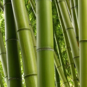 Green Clumping Bamboo Live Plant – Half Gallon Pot – Tropical Decor - Image 1