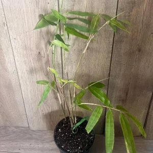 Green Clumping Bamboo Live Plant – Half Gallon Pot – Tropical Decor - Image 4