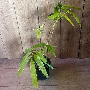 Green Clumping Bamboo Live Plant – Half Gallon Pot – Tropical Decor - Image 7