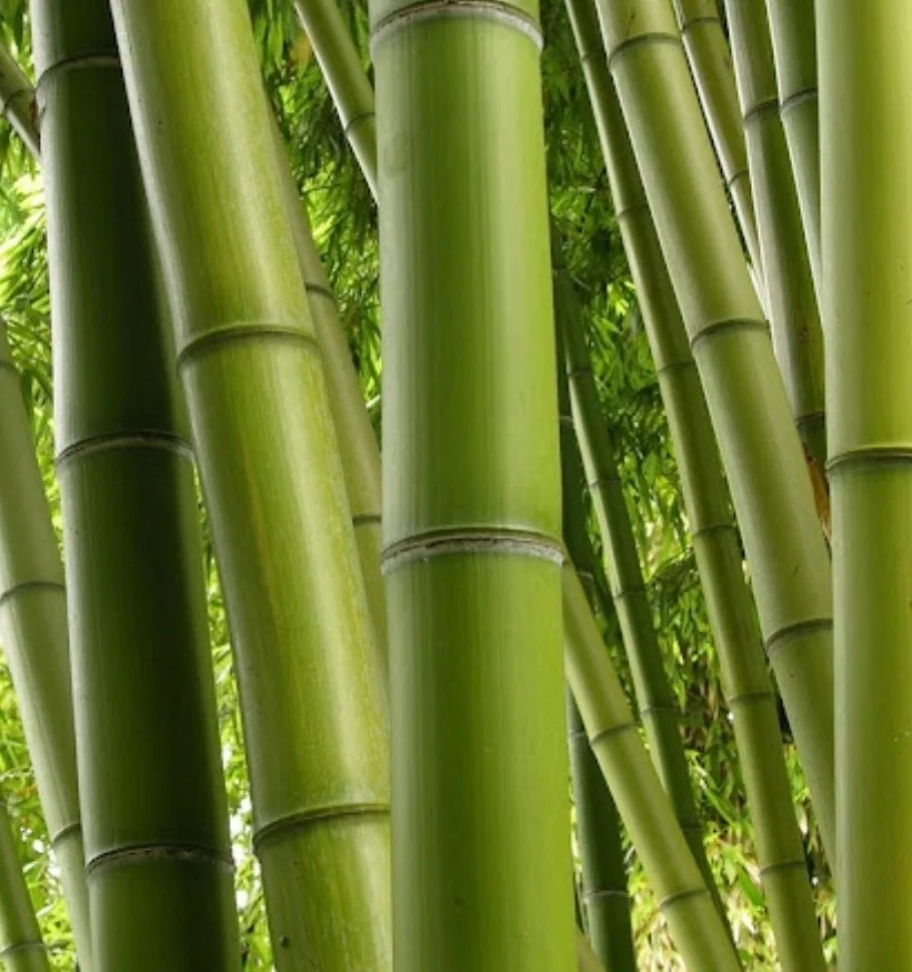 Green Clumping Bamboo Live Plant – Half Gallon Pot – Tropical Decor - Image 1