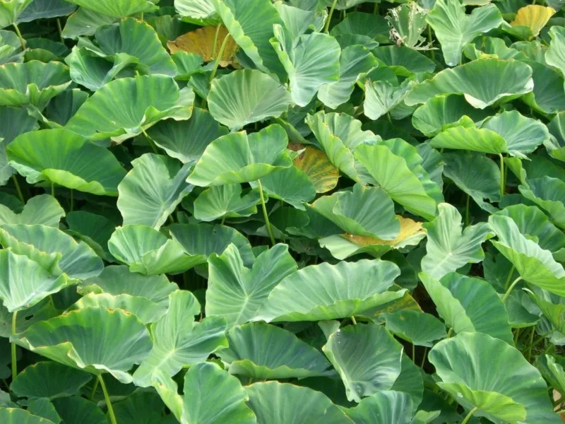 buy pink princess philodendron singapore Philodendron 'Pink Princess'  The Plant Lady SF