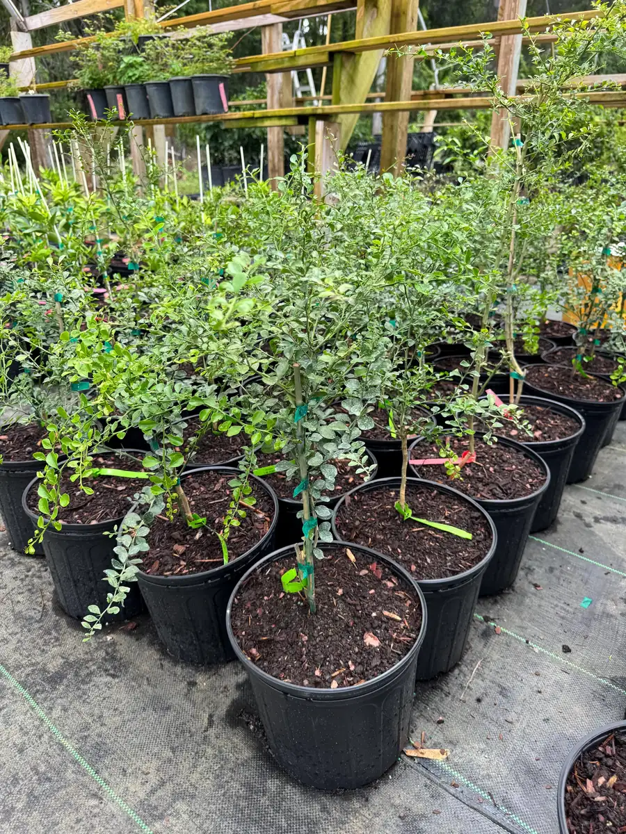 Green Finger Lime Live Plant – Grafted – 3 Gallon Pot – 2 ft Tall Tree - Image 2