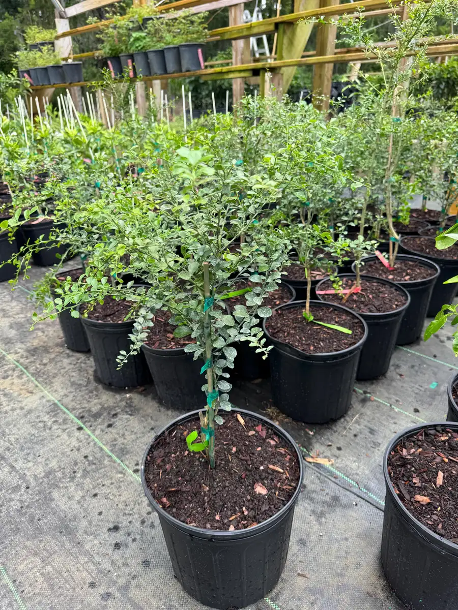 Green Finger Lime Live Plant – Grafted – 3 Gallon Pot – 2 ft Tall Tree - Image 3