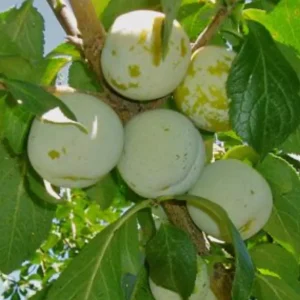Green Gage Plum Tree - Live Plant - 2 Feet Tall - 3 Gallon Pot - Outdoor Fruit Tree - Image 1