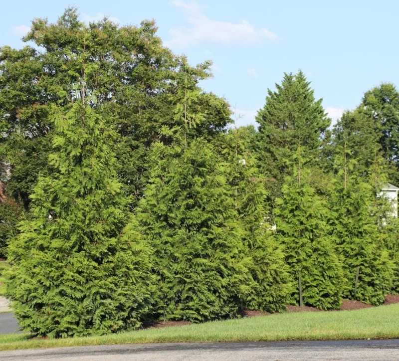 Green Giant Arborvitae Live Plant – 18-24" Tall – 1 Gallon Pot – Fast Growing Evergreen Tree - Image 4