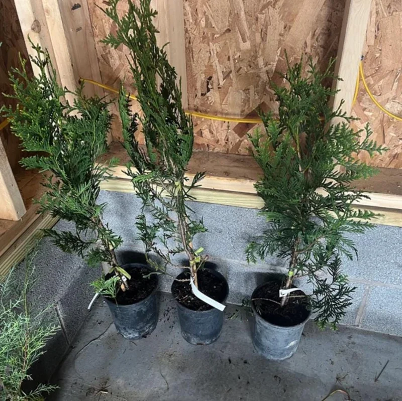 Green Giant Arborvitae Live Plant – 18-24" Tall – 1 Gallon Pot – Fast Growing Evergreen Tree - Image 5