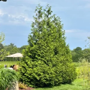 Green Giant Arborvitae Live Plant – 18-24" Tall – 1 Gallon Pot – Fast Growing Evergreen Tree - Image 1