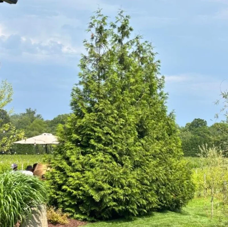 Green Giant Arborvitae Live Plant – 18-24" Tall – 1 Gallon Pot – Fast Growing Evergreen Tree - Image 1