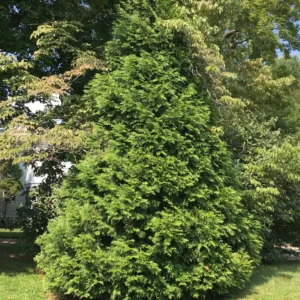 Green Giant Arborvitae Live Plant - Thuja Plicata - 1 Gallon Pot - Outdoor Privacy Hedge - Image 4