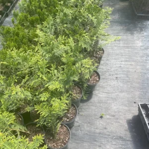 Green Giant Arborvitae Live Plant - Thuja Plicata - 1 Gallon Pot - Outdoor Privacy Hedge - Image 5