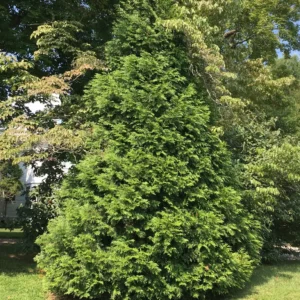 Green Giant Arborvitae Live Plant - Thuja Plicata 12-18