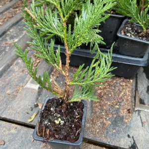 Green Giant Arborvitae Live Plant - Thuja Plicata 12-18