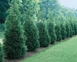 Green Giant Arborvitae Live Plant - Thuja Plicata 12-18" Tall, Trade Gallon, Outdoor - Image 1
