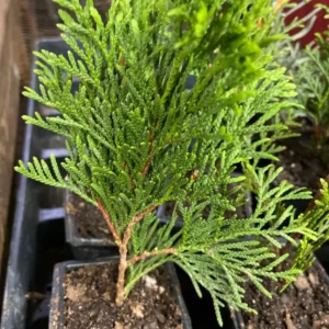 Green Giant Arborvitae Live Plant - Thuja plicata - 4-12 inches Tall - 2.5 inch Pot - Outdoor Privacy Tree - Image 2