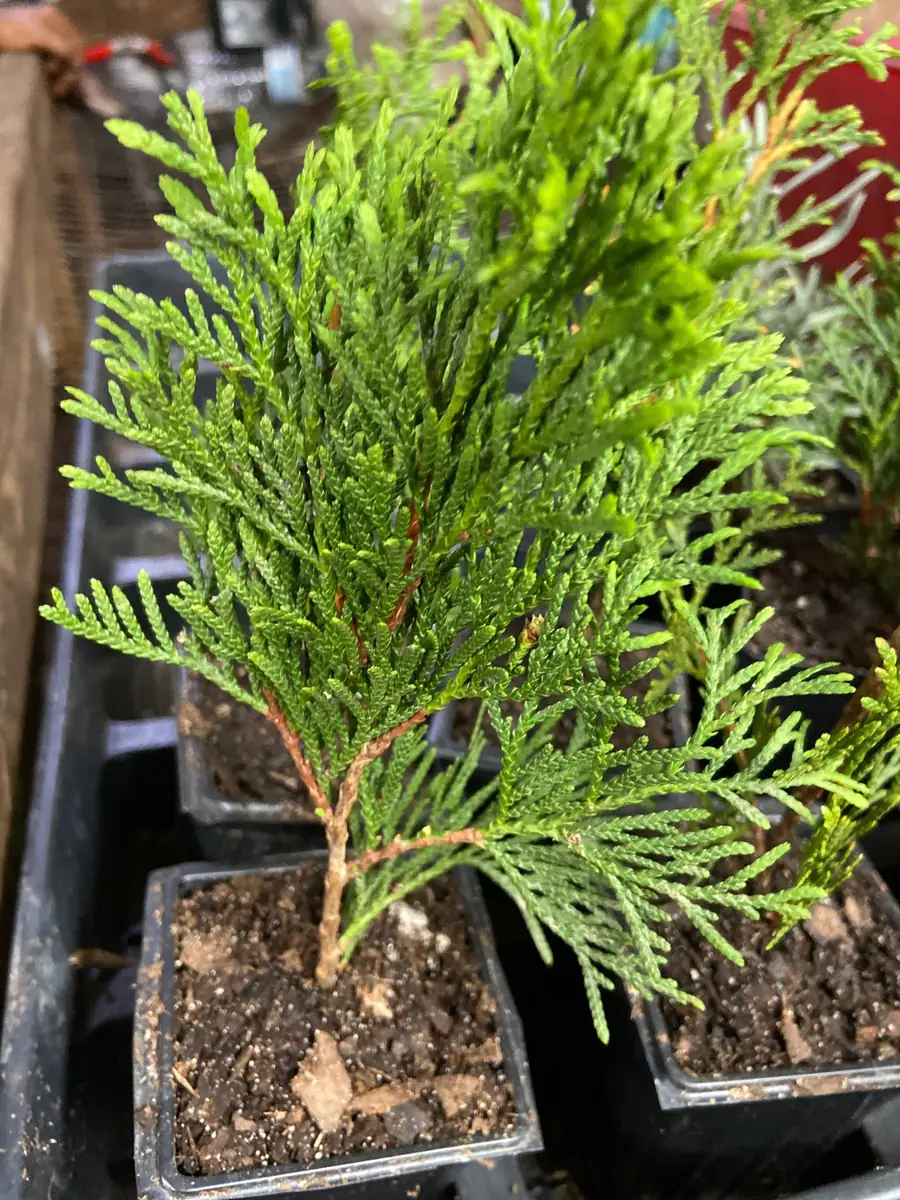 Green Giant Arborvitae Live Plant - Thuja plicata - 4-12 inches Tall - 2.5 inch Pot - Outdoor Privacy Tree - Image 2