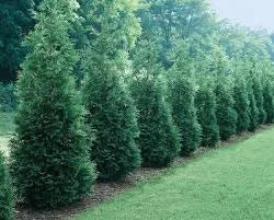 Green Giant Arborvitae Live Plant - Thuja plicata - 4-12 inches Tall - 2.5 inch Pot - Outdoor Privacy Tree - Image 1