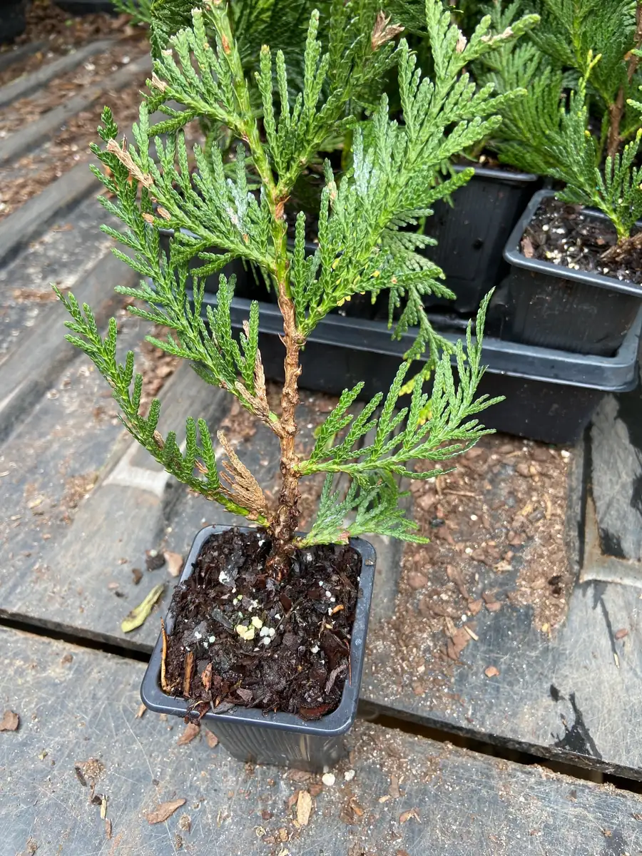 Green Giant Arborvitae Live Plant - Thuja Plicata - 6-12 inch Tall, 2.5 inch Pot - Outdoor Evergreen Shrub - Image 4