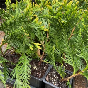 Green Giant Arborvitae Live Plant - Thuja Plicata - 6-12 inch Tall, 2.5 inch Pot - Outdoor Evergreen Shrub - Image 5
