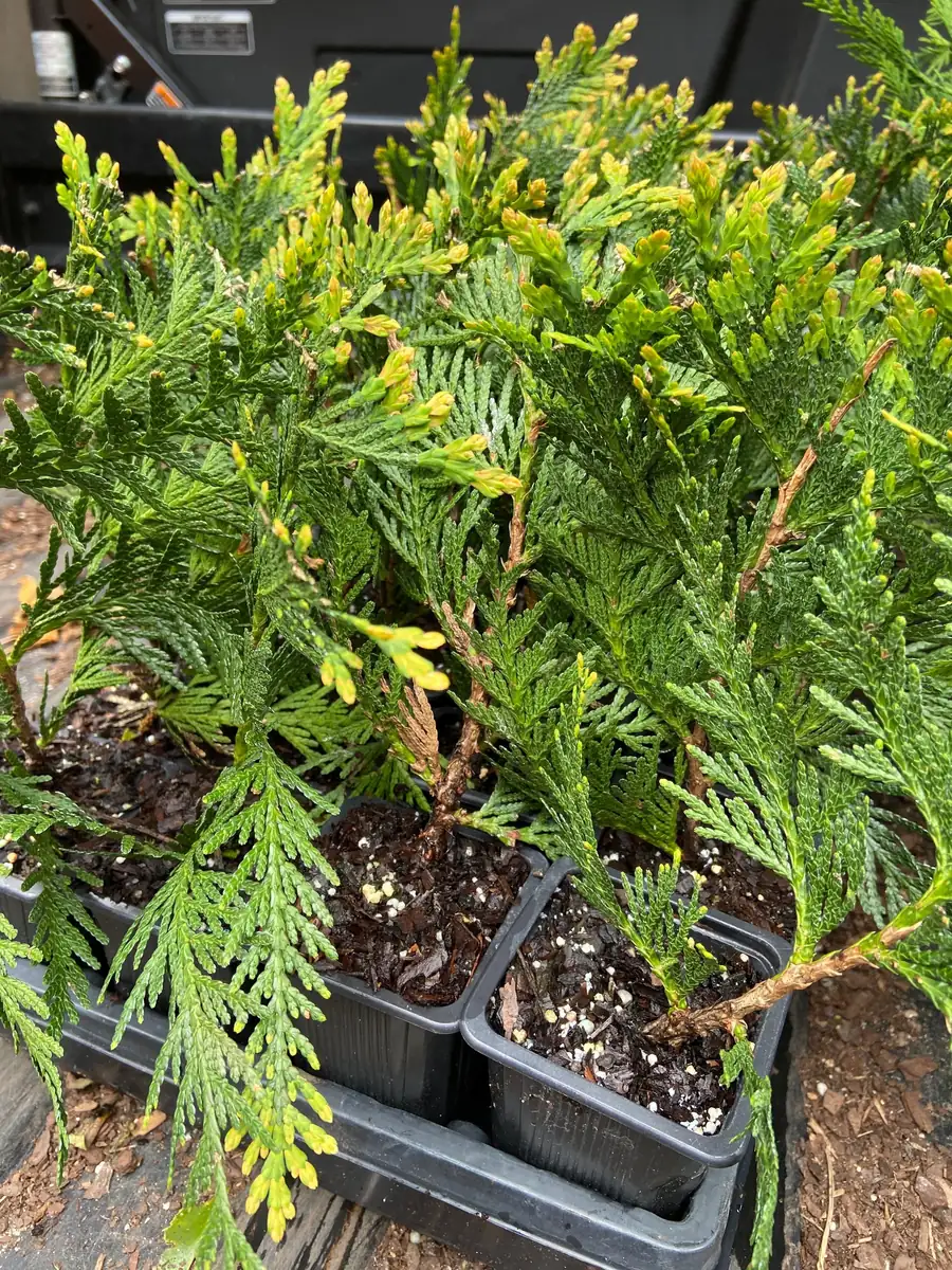 Green Giant Arborvitae Live Plant - Thuja Plicata - 6-12 inch Tall, 2.5 inch Pot - Outdoor Evergreen Shrub - Image 5