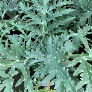 Green Globe Artichoke Live Plant – Cynara Scolymus – 1 ft Tall in 6 inch Pot - Image 1