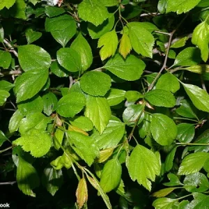 Green Hawthorn Live Tree – Crataegus viridis – Flowering Starter Plant 16-24 Inches – Outdoor - Image 4