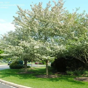 Green Hawthorn Tree Live Starter Plants - 16 to 24 Inches Tall, Set of 2 - Image 1