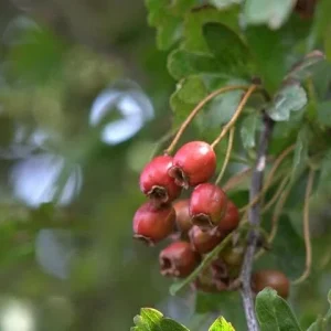 Green Hawthorn Tree Live Starter Plants - 16 to 24 Inches Tall, Set of 2 - Image 5