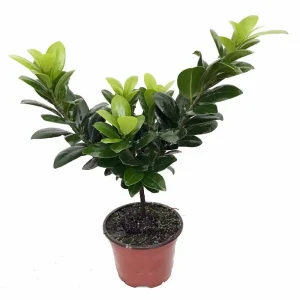 Green Island Weeping Fig Tree - Ficus Live Plant - 4 inch Pot - Indoor - Image 1