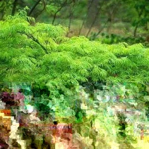 Green Japanese Maple Live Plant 6-12 Inches Tall - Acer Palmatum Atropurpureum Outdoor - Image 1