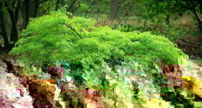 Green Japanese Maple Live Plant 6-12 Inches Tall - Acer Palmatum Atropurpureum Outdoor - Image 1