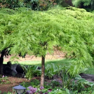 Green Japanese Maple Live Plant – Golden Fall Color, 1 Gallon Pot, Outdoor Tree - Image 2