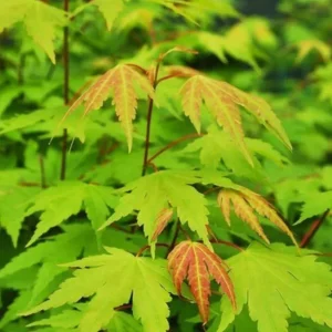 Green Japanese Maple Live Plant – Golden Fall Color, 1 Gallon Pot, Outdoor Tree - Image 3