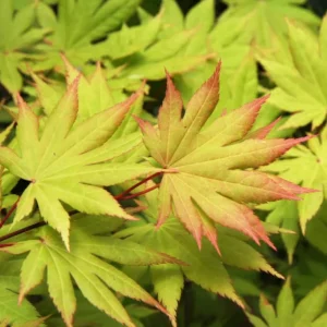 Green Japanese Maple Live Plant – Golden Fall Color, 1 Gallon Pot, Outdoor Tree - Image 1
