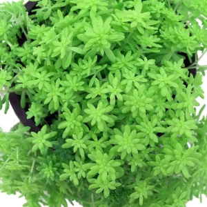 Green Leaf Sedum Stonecrop Live Plant – 2.5" Pot – Fairy Garden Succulent - Image 2