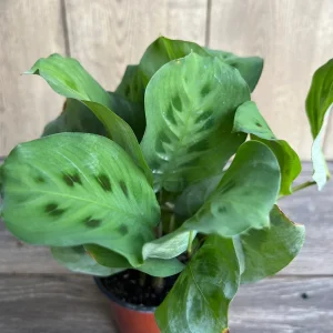 Green Maranta Prayer Plant – Live Indoor Plant – 4" Pot - Image 2