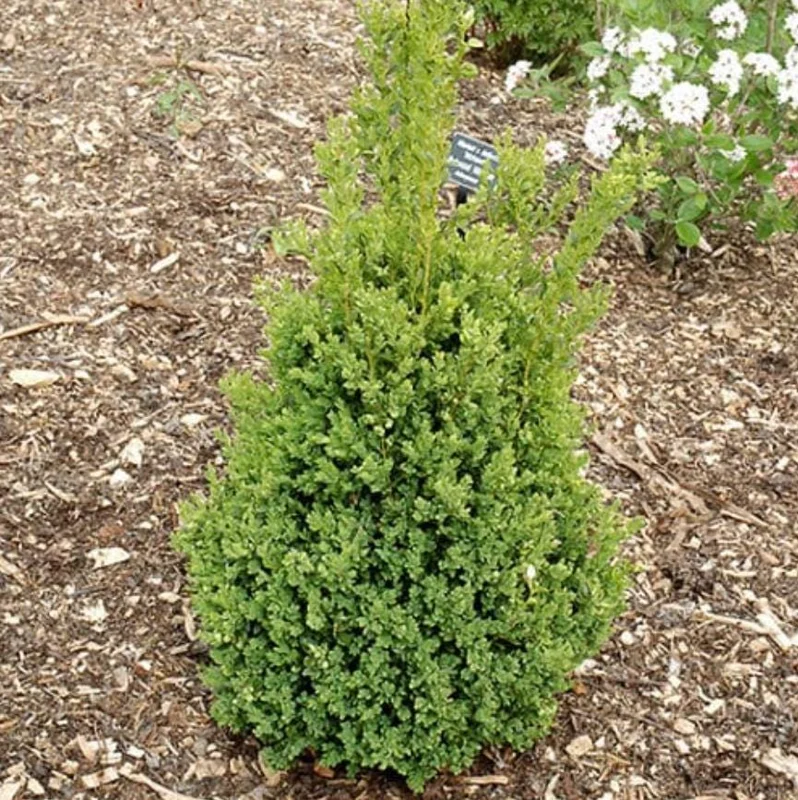 Green Mountain Boxwood Live Plant – Cold-Hardy Evergreen Shrub – Quart Pot, 6-12 inches - Image 2