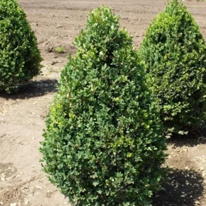 Green Mountain Boxwood Live Plant – Cold-Hardy Evergreen Shrub – Quart Pot, 6-12 inches - Image 3