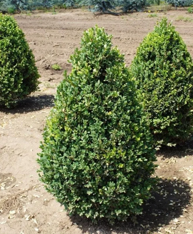 Green Mountain Boxwood Live Plant – Cold-Hardy Evergreen Shrub – Quart Pot, 6-12 inches - Image 3