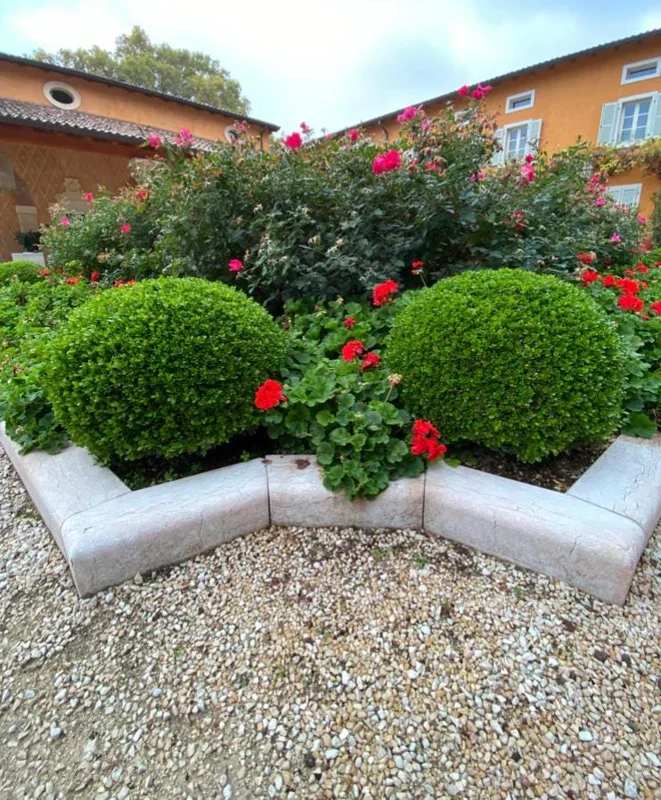 Green Mountain Boxwood Live Plant – Cold-Hardy Evergreen Shrub – Quart Pot, 6-12 inches - Image 4