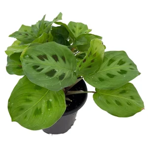 Green Prayer Plant Live - 4" Pot Maranta - Indoor Houseplant - Image 2