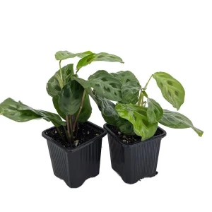 Green Prayer Plant Live Plant - Maranta - 2 Pack 3" Pots - Indoor Tropical - Image 1