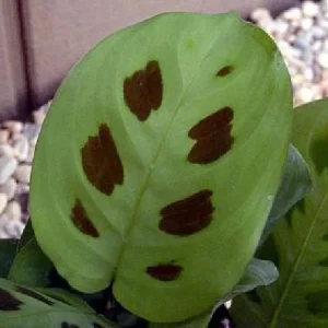 Green Prayer Plant Live Plant - Maranta - 2 Pack 3