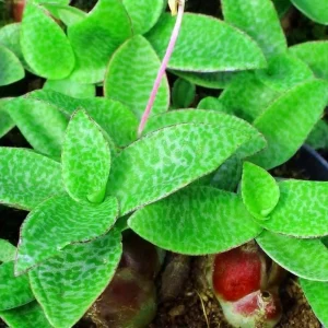 Green Squill Live Plant - Ledebouria pauciflora - 2.5" Pot - Easy Care Houseplant - Image 2