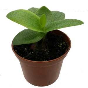 Green Squill Live Plant - Ledebouria pauciflora - 2.5" Pot - Easy Care Houseplant - Image 1