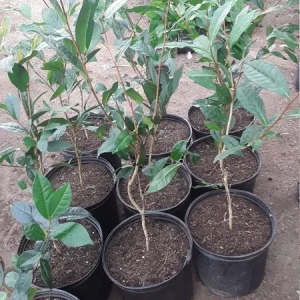 Green Tea Plant (Camellia Sinensis) Live Plant – 1-2 ft Tall in 6