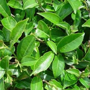 Green Tea Plant (Camellia Sinensis) Live Plant – 1-2 ft Tall in 6" Pot – Indoor/Outdoor - Image 1