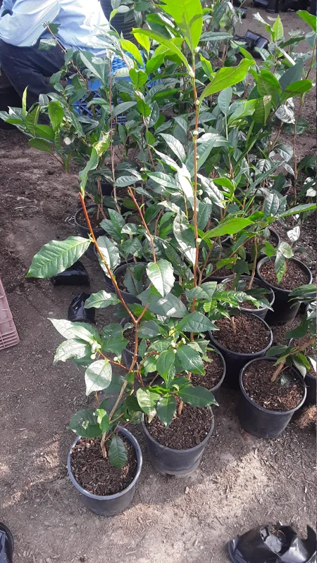 Green Tea Plant (Camellia Sinensis) Live Plant - 1 Ft Tall in 3" Pot - Image 1