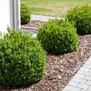 Green Velvet Boxwood Live Plant – Quart Pot – Evergreen Shrub – Outdoor - Image 10
