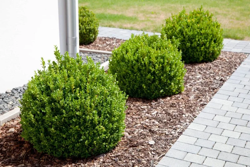 Green Velvet Boxwood Live Plant – Quart Pot – Evergreen Shrub – Outdoor - Image 10