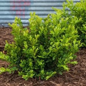 Green Velvet Boxwood Live Plant – Quart Pot – Evergreen Shrub – Outdoor - Image 2